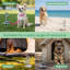 Pet Crate Accessory
