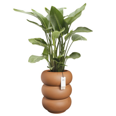 Elho Amber Roll High 43cm