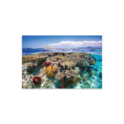 Gleichman " Mayotte: The Reef " by Barathieu Gabriel