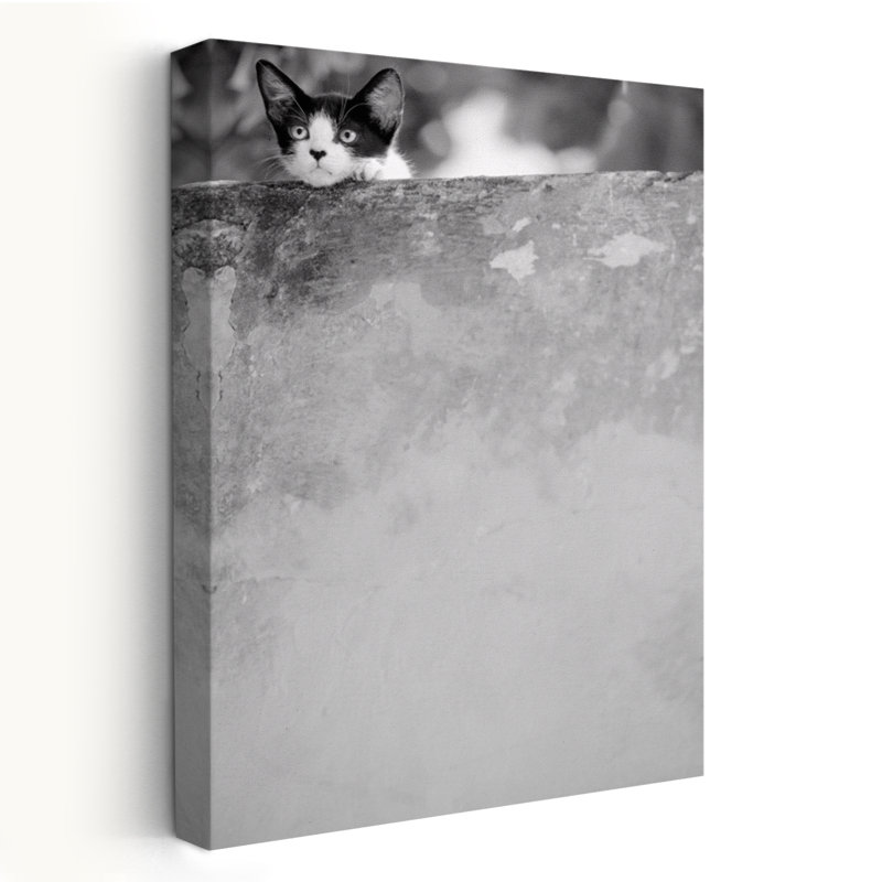 Rêver - photographie animaux, chats, humour, art, H 24 po x l 16 po