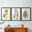 Nature Printed Botanicals douzième-257825202-257825212