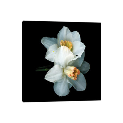 Daffodil Special V by Magda Indigo - Wrapped Canvas Print