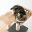 Arbre à chat 64 po Chabeli-539217360