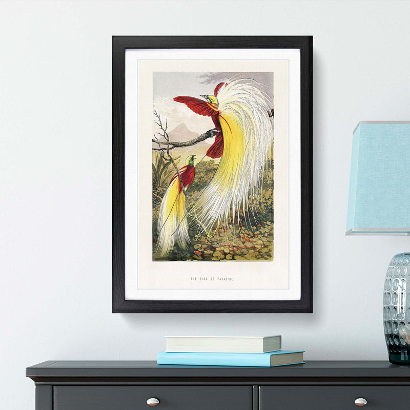 Two Birds of Paradise by Benjamin Fawcett - Picture Frame Painting Print, Black Framed, 48cm H x 36cm W x 2cm D