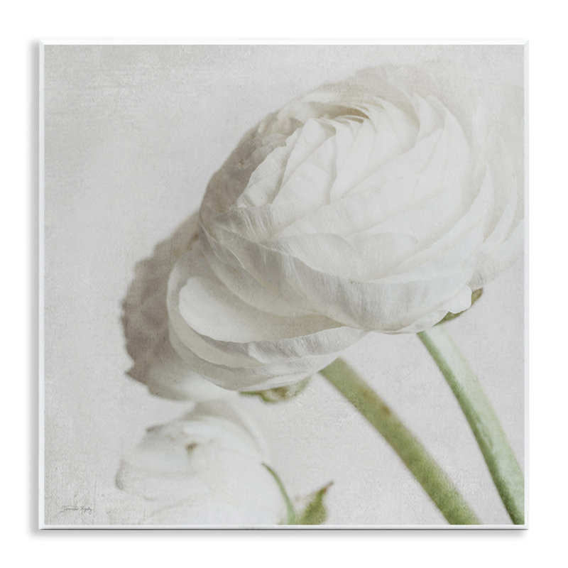 Charmante pivoine blanche par Jennifer Rigsby