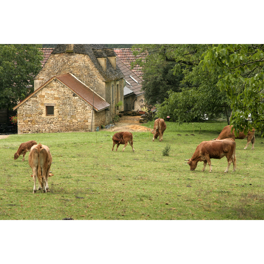 Grazing Cattle by 100pk - Wrapped Canvas Print