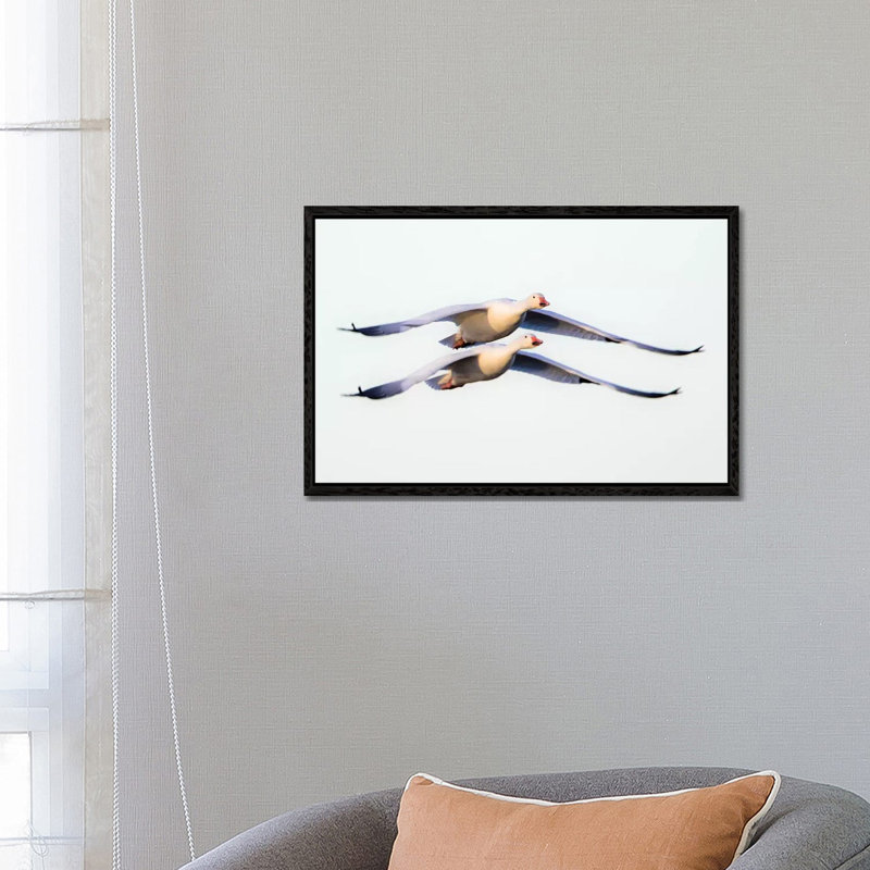 Two Snow Geese Flying Against Clear Sky, Soccoro, New Mexico, USA by Panoramic Images - Gallery-Wrapped Canvas Giclée on Canvas