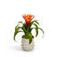 Bromeliad Floral Arrangement in Pot-919052388