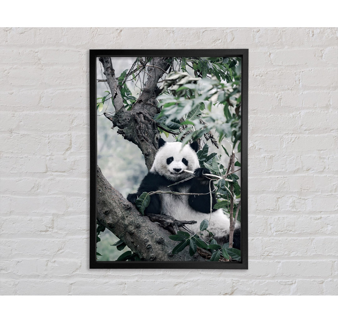 Panda Tree Lover - Druck