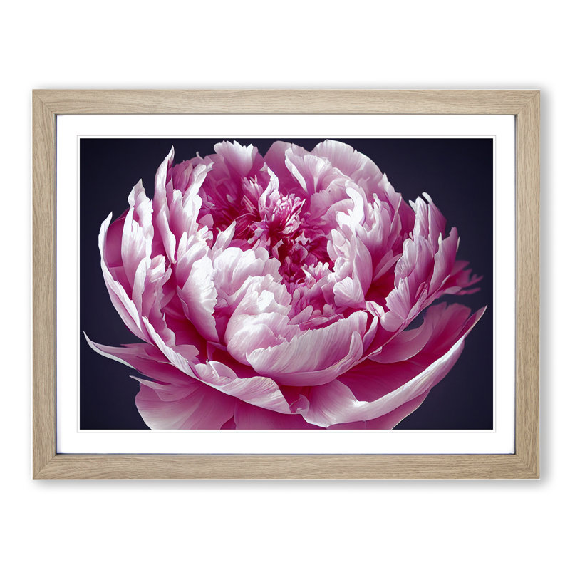 Astonishing Peony Flower 1 Piece Single Picture Frame Wall Art, 34cm H x 46cm W, Grey