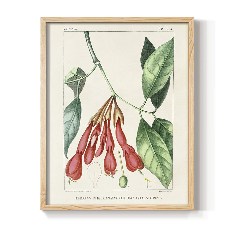 «Turpin Tropical Botanicals I», reproduction encadrée - bois massif