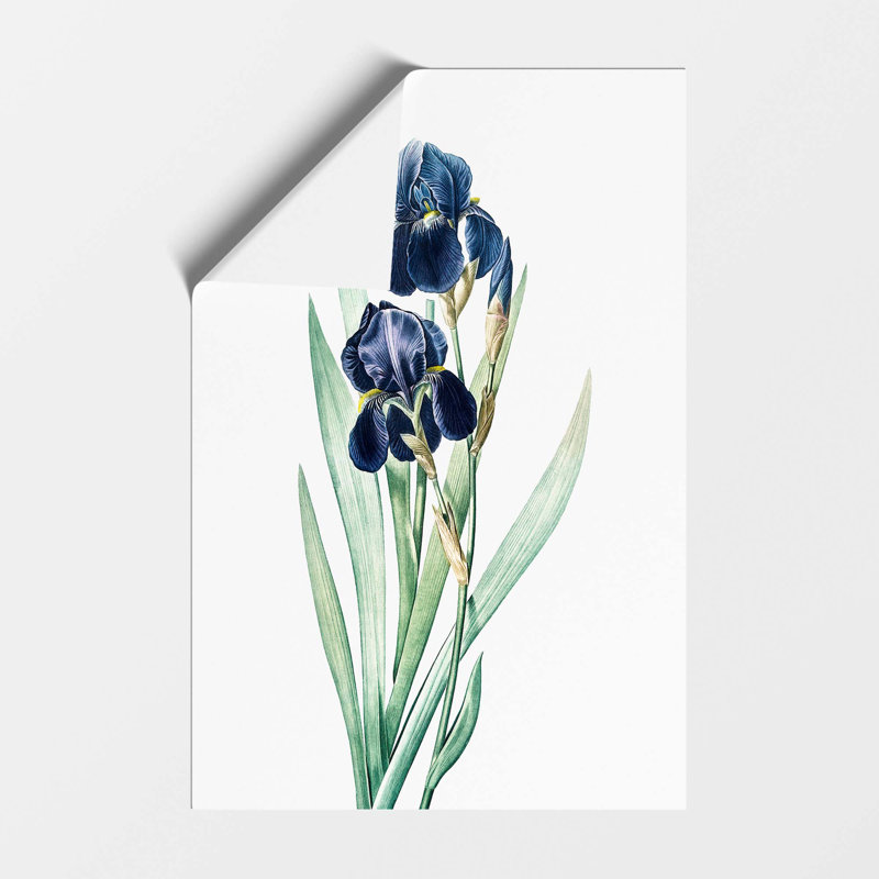 German Iris Flowers by Pierre Joseph Redoute - Frameless Print, 42 cm H x 29.7 cm W