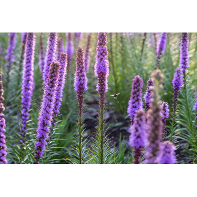 Liatris Spicata Flowers With Bumblebee - Wrapped Canvas Print