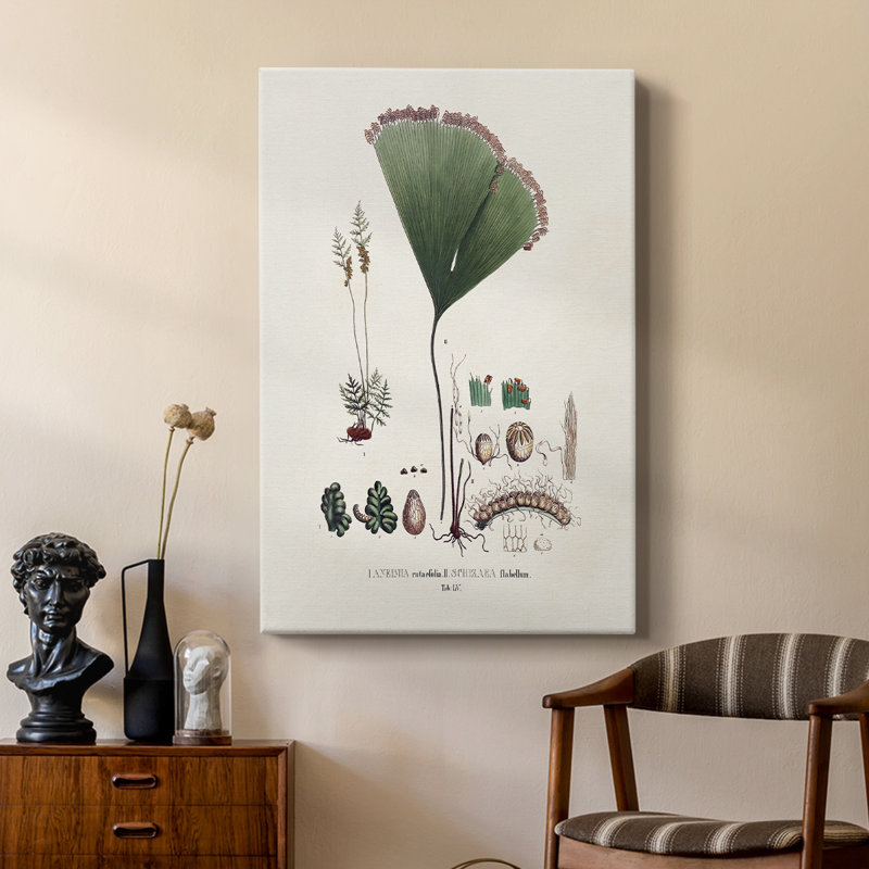 Fougères de la Botanical Society - galerie Cavas, H 27 po x l 18 po