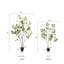 Enkianthus japonais Gant-88364648