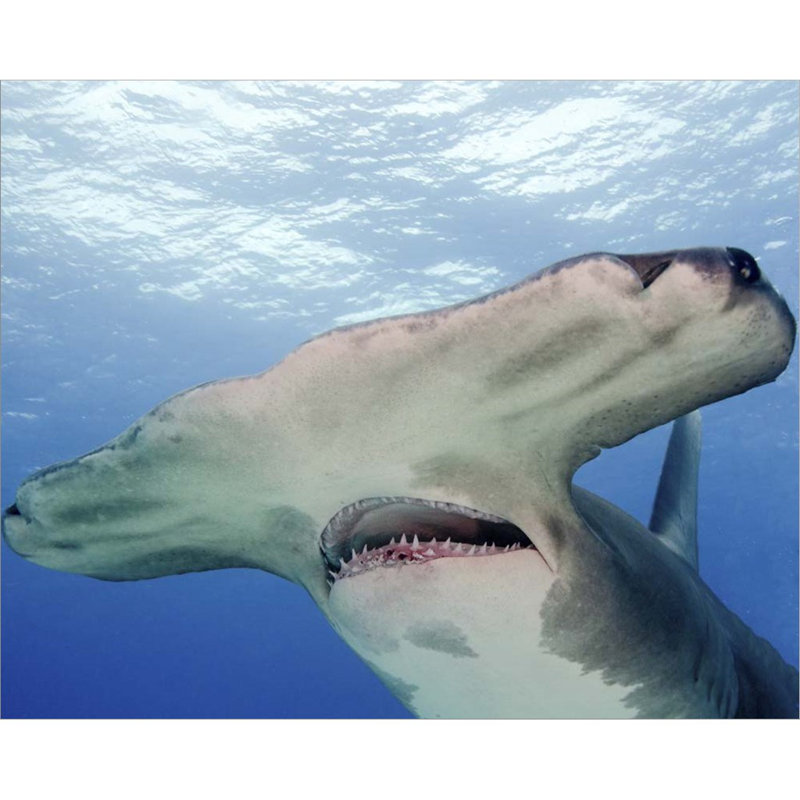 Grand requin marteau - impression sur toile tendue