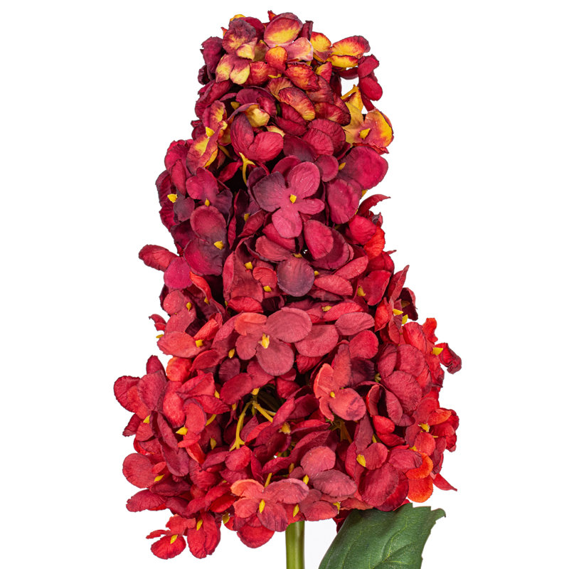 Tige d'Hortensia Milnor, Bourgogne
