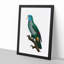 Saint Lucia Smazon Parrot by F. Levaillant - Picture Frame Painting Print-55613215-55613220