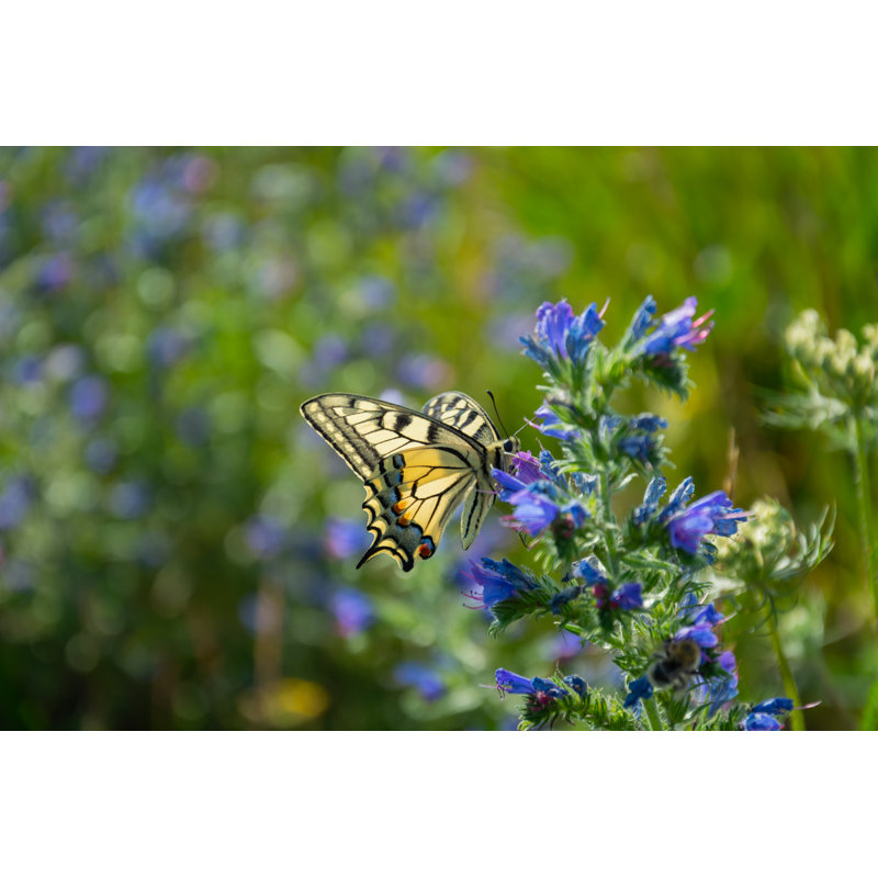 Shadyvale Swallowtail Butterfly by Dariusz Banaszuk - Wrapped Canvas Print, 51cm H x 76cm W x 3.8cm D
