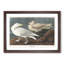Burgomaster Gulls by John James Audubon - Picture Frame Art Print-55513256-55513257