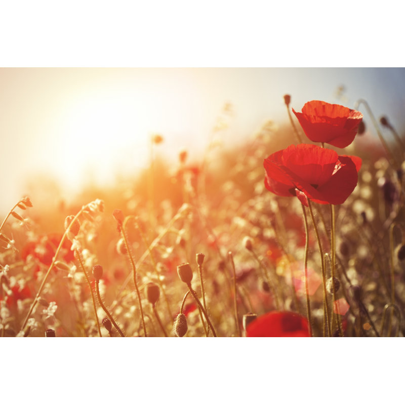Poppy by Portishead1 - Wrapped Canvas Print, 30cm H x 46cm W