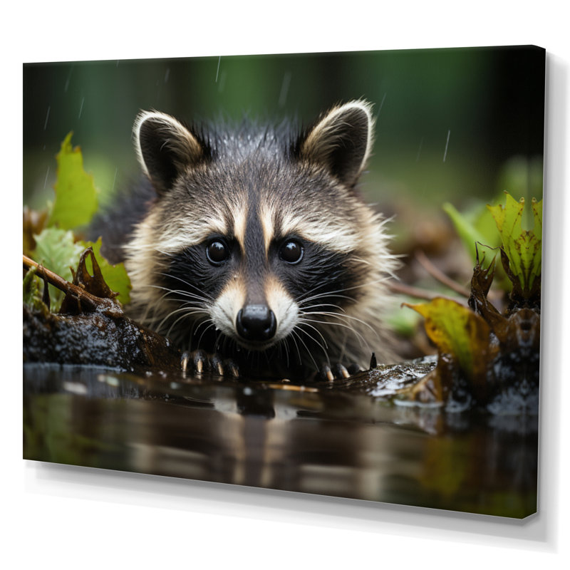 Curious Raccoon I - Animals Canvas Prints, H 12 po x l 20 po x P 1 po, Toile tendue