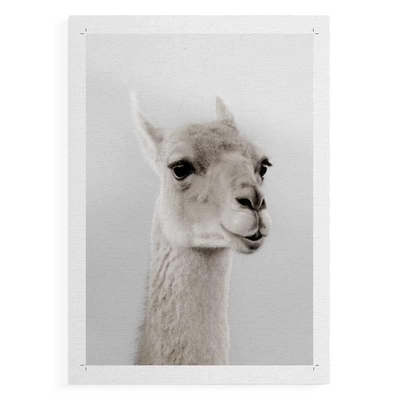 Lama doux - impression sur toile seulement - non encadré, H 18 po x l 12 po