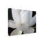 «Delicate Lotus V», impression sur toile tendue-33513960