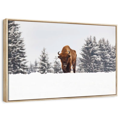Bison At Winter Fields