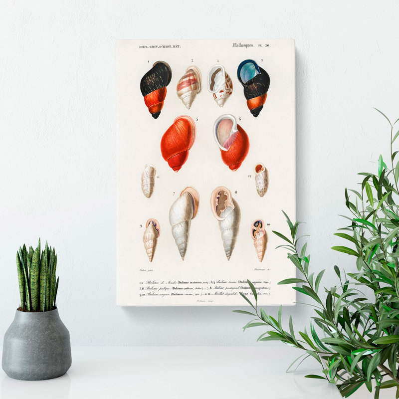 Mollusc Shell Illustrations PL. 20 by Charles D Orbigny - Wrapped Canvas, 50cm H x 35cm W x 3cm D