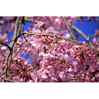 Seppo Sakura (Cherry Blossoms) - Wrapped Canvas Print