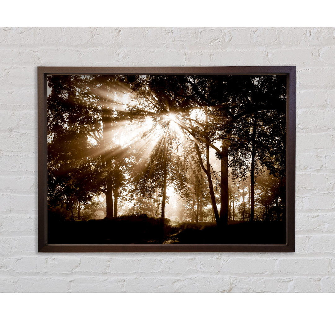 Sunrays Through The Chocolate Woodland - Einzelne Bilderrahmen Kunstdrucke auf Leinwand