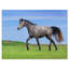 Cheval gris en mouvement - reproduction de photo sur toile tendue-29490972