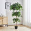 185cm Plant