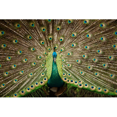 «Beautiful Peacock» par Dpshp - Photographie sur toile tendue