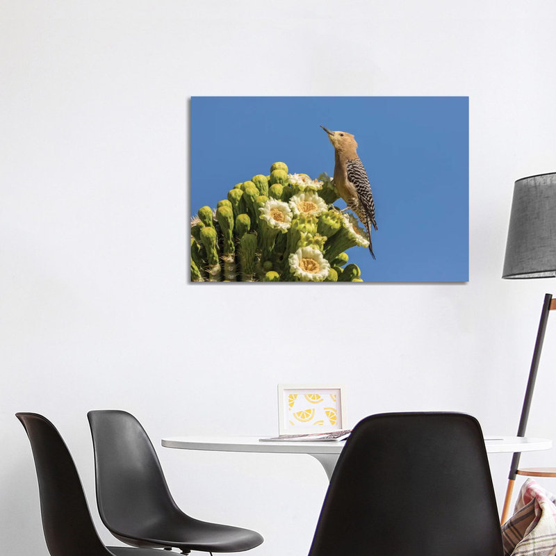 USA, Arizona, Sabino Canyon. Male gila woodpecker feeding on cactus blossom. 1 Piece Wrapped Canvas Wall Art
