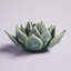 Succulent en céramique Landaverde