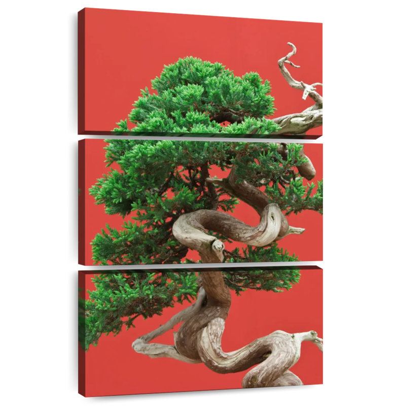 Harnek Juniper Bonsai Tree