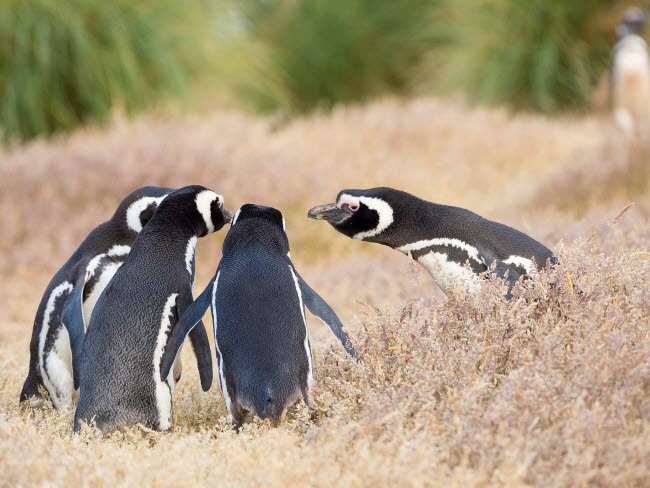 " Magellanic Penguin Social Interaction And Behaviour In A Group Falkland Islands " by Martin Zwick