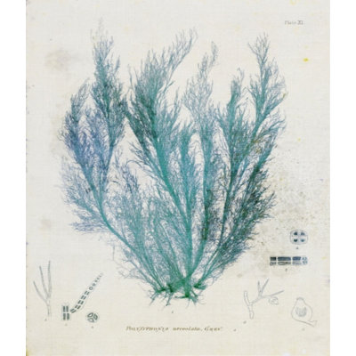Polysiphonia par Henry Bradbury - impression