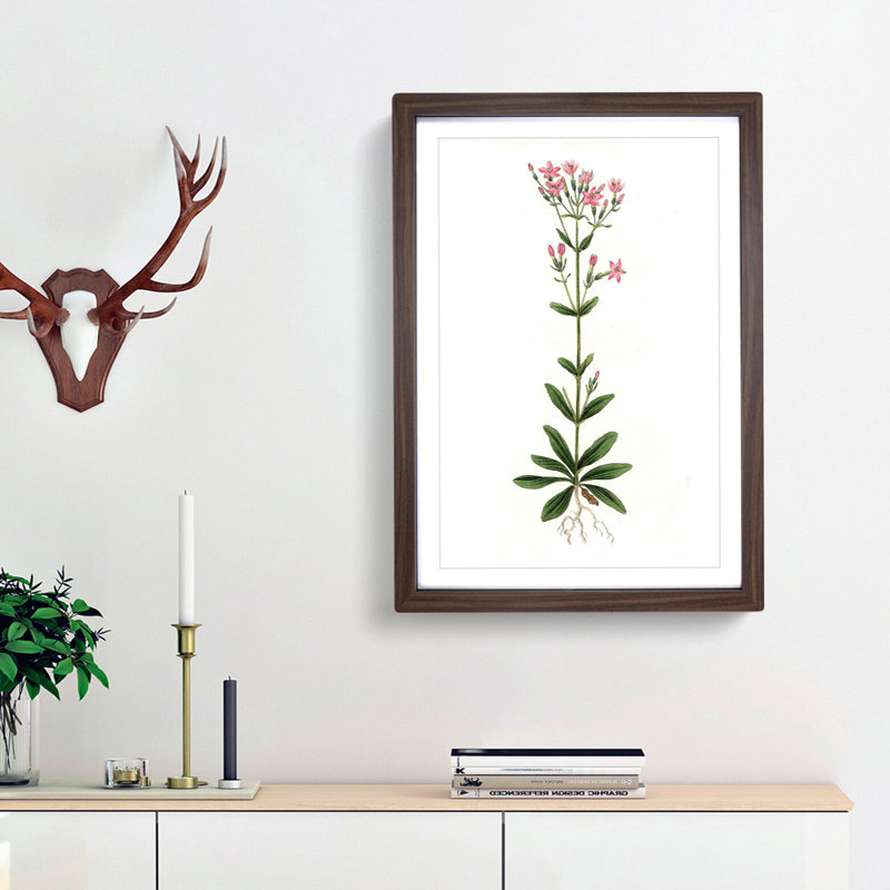 European Centaury Flowers Illustration - Picture Frame Painting Print, 36cm H x 27cm W x 2cm D, Walnut Framed