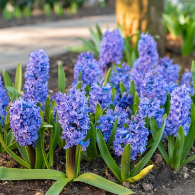 Blushing Blue Double Hyacinth - Fragrant Purple Blue Flowers - 8 Bulbs - Attracts Butterflies, Bees & Hummingbirds