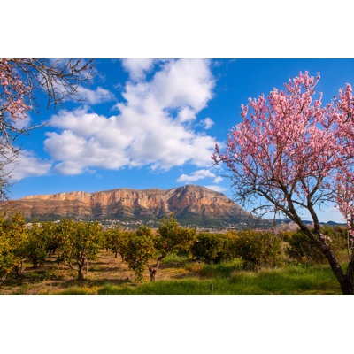 Almond Tree 1 Piece Wrapped Canvas Wall Art