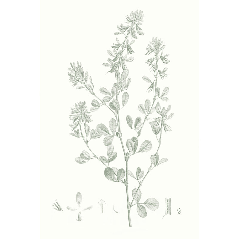 Étude botanique en sauge, H 30 po x l 20 po