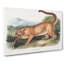 Cougar by J.W. Audubon - Wrapped Canvas-55371861