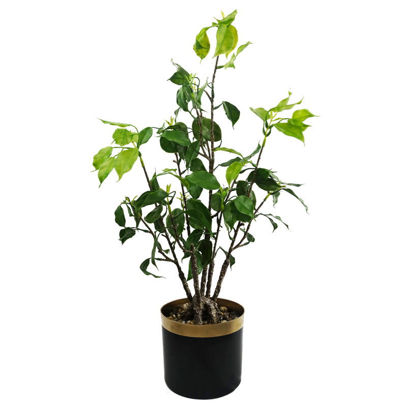 Eucalyptus Arrangement in Pot