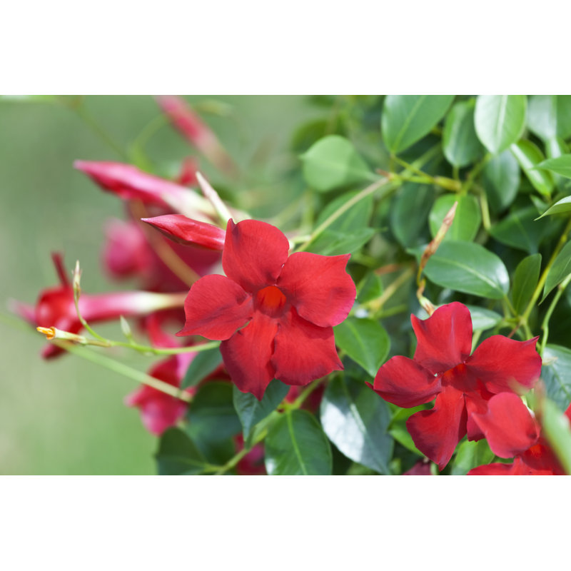 Mandevilla jasmin brésilien par Stocknshares, H 8 po x l 12 po