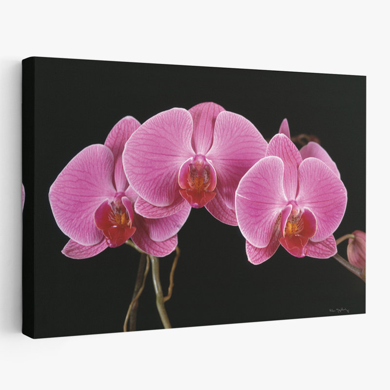 Fleurs - Orchidées, H 16 po x l 24 po
