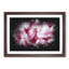 Beautiful Pink Carnation Petals Paint Splash - Framed Print-56891496-56891497