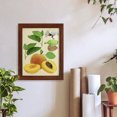 Apricot Study I " Apricot Study I "